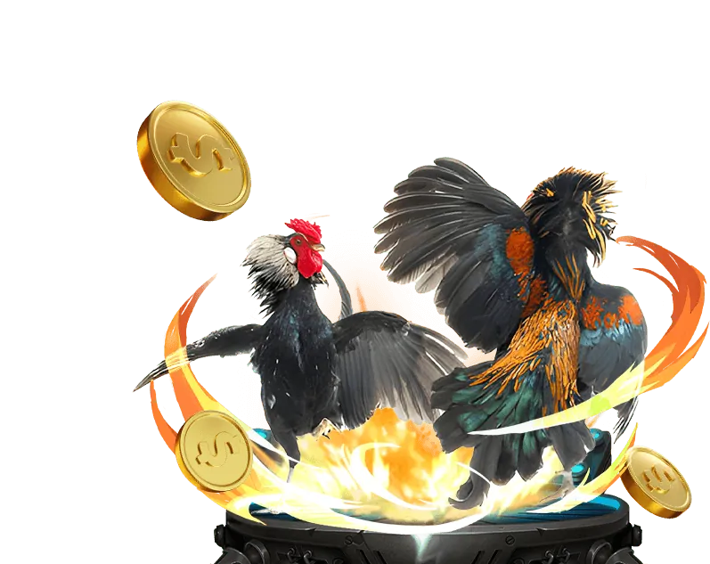 Lịch thi đấu đá gà Thomo C1